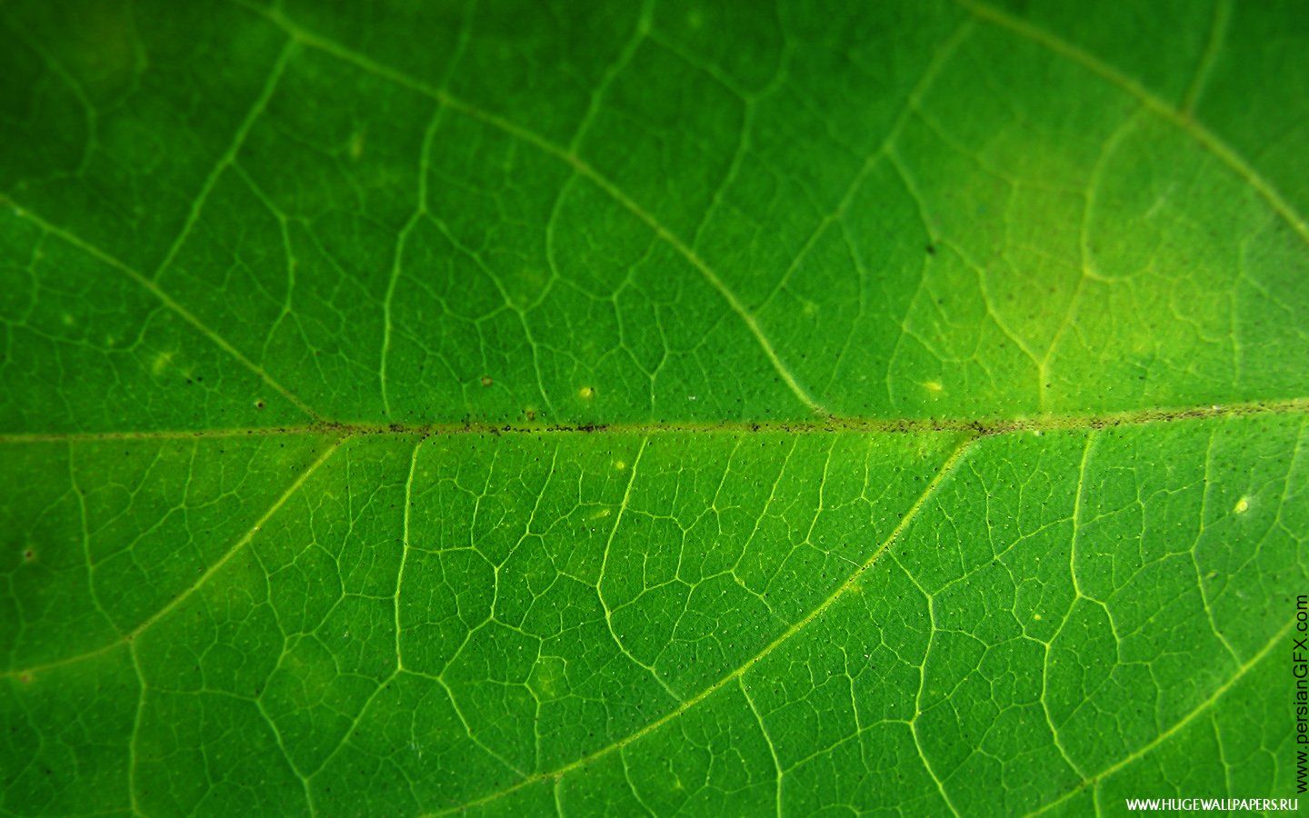 Precision Nitrogen Management for South African Potato Farmers